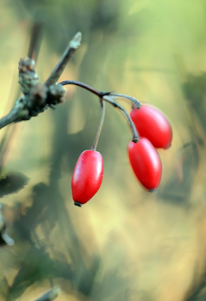 The Benefits of Barberry