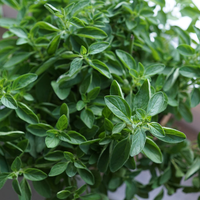 How Oregano Can Improve Your Health