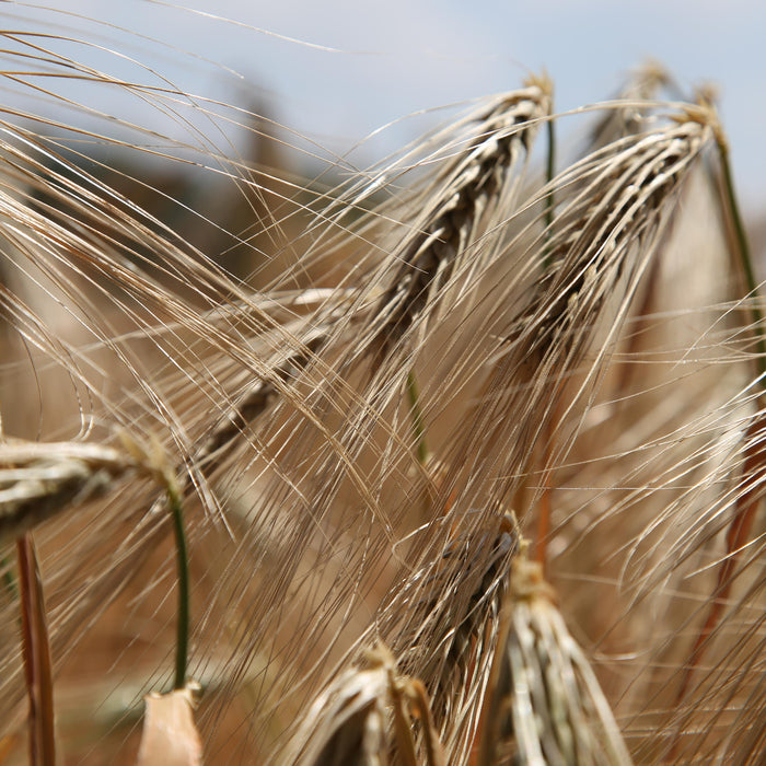 Is Gluten Destroying Your Thyroid?